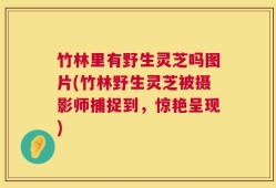 竹林里有野生灵芝吗图片(竹林野生灵芝被摄影师捕捉到，惊艳呈现)