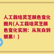 人工栽培灵芝颜色变化图片(人工栽培灵芝颜色变化实测：从灰白到银黑！)