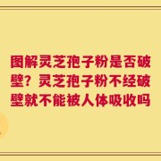 图解灵芝孢子粉是否破壁？灵芝孢子粉不经破壁就不能被人体吸收吗