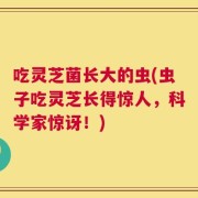 吃灵芝菌长大的虫(虫子吃灵芝长得惊人，科学家惊讶！)