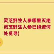 灵芝野生人参哪里灭绝灵芝野生人参已绝迹何处觅寻)
