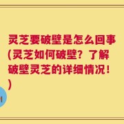 灵芝要破壁是怎么回事(灵芝如何破壁？了解破壁灵芝的详细情况！)