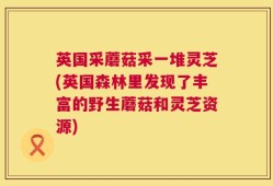 英国采蘑菇采一堆灵芝(英国森林里发现了丰富的野生蘑菇和灵芝资源)