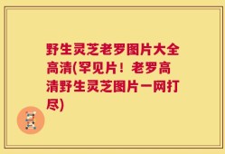 野生灵芝老罗图片大全高清(罕见片！老罗高清野生灵芝图片一网打尽)