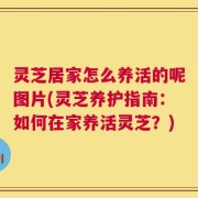 灵芝居家怎么养活的呢图片(灵芝养护指南：如何在家养活灵芝？)