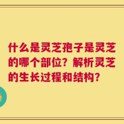 什么是灵芝孢子是灵芝的哪个部位？解析灵芝的生长过程和结构？