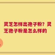 灵芝怎样出孢子粉？灵芝孢子粉是怎么样的