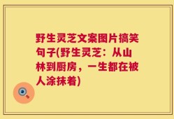 野生灵芝文案图片搞笑句子(野生灵芝：从山林到厨房，一生都在被人涂抹着)
