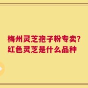 梅州灵芝孢子粉专卖？红色灵芝是什么品种