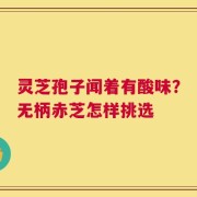 灵芝孢子闻着有酸味？无柄赤芝怎样挑选