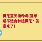 灵芝夏天能种吗(夏季适不适合种植灵芝？答案来了)