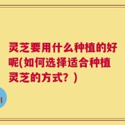 灵芝要用什么种植的好呢(如何选择适合种植灵芝的方式？)
