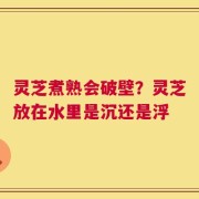 灵芝煮熟会破壁？灵芝放在水里是沉还是浮