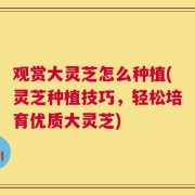 观赏大灵芝怎么种植(灵芝种植技巧，轻松培育优质大灵芝)