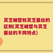 灵芝破壁和灵芝菌丝的区别(灵芝破壁与灵芝菌丝的不同特点)