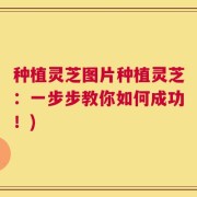 种植灵芝图片种植灵芝：一步步教你如何成功！)