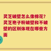 灵芝破壁怎么像棉花？灵芝袍子粉破壁和不破壁的区别体现在哪些方面