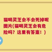猫喝灵芝会不会死掉呢图片(猫喝灵芝会有危险吗？这里有答案！)