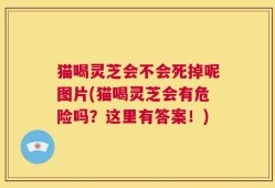 猫喝灵芝会不会死掉呢图片(猫喝灵芝会有危险吗？这里有答案！)