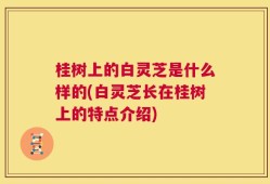 桂树上的白灵芝是什么样的(白灵芝长在桂树上的特点介绍)
