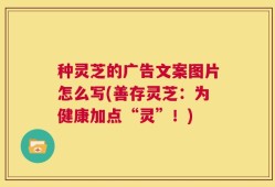 种灵芝的广告文案图片怎么写(善存灵芝：为健康加点“灵”！)
