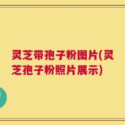 灵芝带孢子粉图片(灵芝孢子粉照片展示)