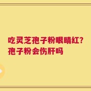 吃灵芝孢子粉眼睛红？孢子粉会伤肝吗