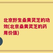 北京野生桑黄灵芝的功效(北京桑黄灵芝的药用价值)