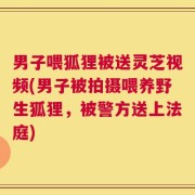 男子喂狐狸被送灵芝视频(男子被拍摄喂养野生狐狸，被警方送上法庭)
