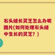 石头缝长灵芝怎么办呢图片(如何处理石头缝中生长的灵芝？)