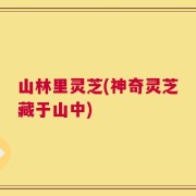 山林里灵芝(神奇灵芝藏于山中)