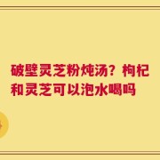 破壁灵芝粉炖汤？枸杞和灵芝可以泡水喝吗