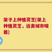 架子上种植灵芝(架上种植灵芝，远离城市喧嚣)