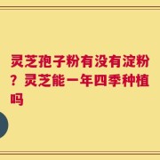 灵芝孢子粉有没有淀粉？灵芝能一年四季种植吗