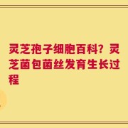 灵芝孢子细胞百科？灵芝菌包菌丝发育生长过程