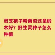 灵芝孢子粉菌包还是椴木好？野生灵种子怎么种植