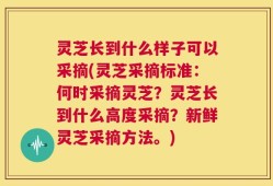 灵芝长到什么样子可以采摘(灵芝采摘标准：何时采摘灵芝？灵芝长到什么高度采摘？新鲜灵芝采摘方法。)
