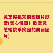 灵芝樱桃采摘园图片欣赏(赏心悦目！欣赏灵芝樱桃采摘园的美丽图片)
