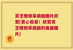 灵芝樱桃采摘园图片欣赏(赏心悦目！欣赏灵芝樱桃采摘园的美丽图片)