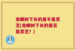 龙眼树下长的是不是灵芝(龙眼树下长的是否是灵芝？)