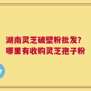 湖南灵芝破壁粉批发？哪里有收购灵芝孢子粉