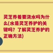 灵芝养着要浇水吗为什么(水是灵芝养护的关键吗？了解灵芝养护的正确方法)