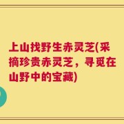 上山找野生赤灵芝(采摘珍贵赤灵芝，寻觅在山野中的宝藏)