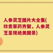 人参灵芝图片大全集(珍贵草药齐聚，人参灵芝呈现绝美图景)