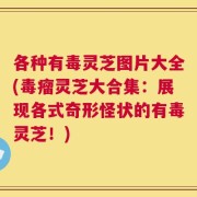 各种有毒灵芝图片大全(毒瘤灵芝大合集：展现各式奇形怪状的有毒灵芝！)