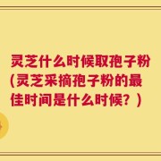 灵芝什么时候取孢子粉(灵芝采摘孢子粉的最佳时间是什么时候？)