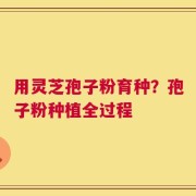 用灵芝孢子粉育种？孢子粉种植全过程