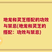 地龙和灵芝搭配的功效与禁忌(地龙和灵芝的搭配：功效与禁忌)