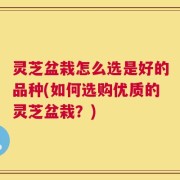 灵芝盆栽怎么选是好的品种(如何选购优质的灵芝盆栽？)
