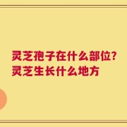 灵芝孢子在什么部位？灵芝生长什么地方